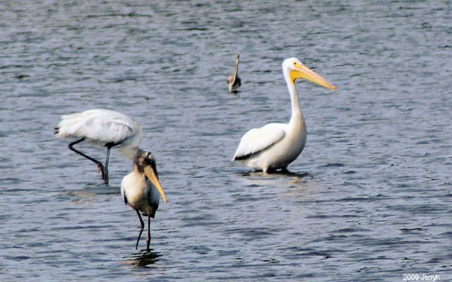 American White Pelican